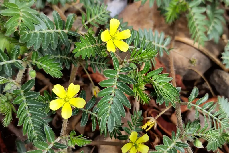 Tribulus Terrestris Tribulus Terrestris